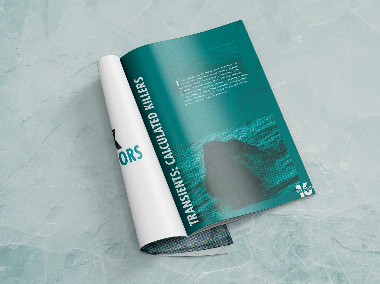  Killer whale editorial book