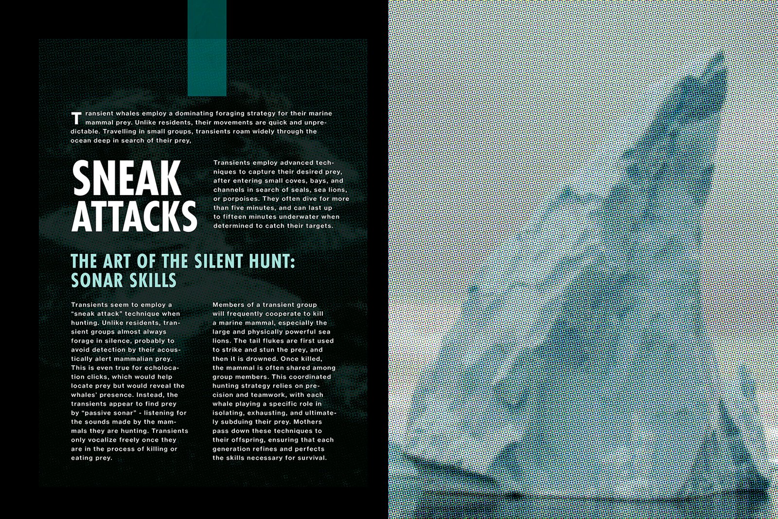  Killer whale editorial book