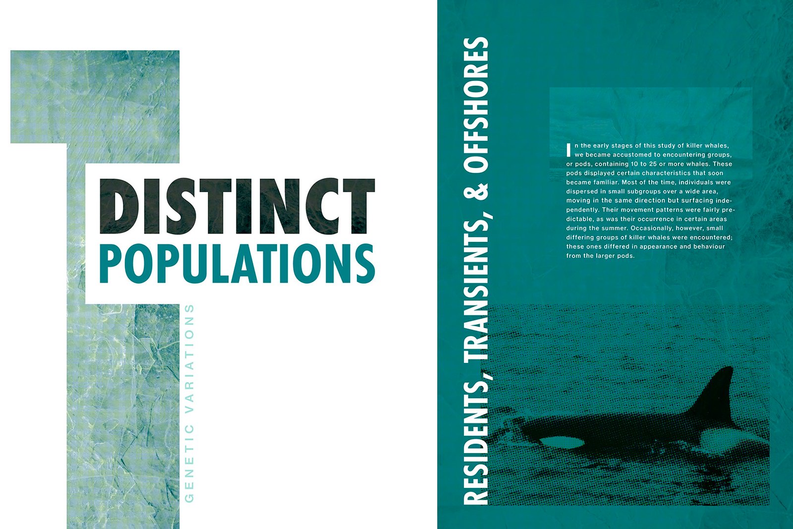 Killer whale editorial book