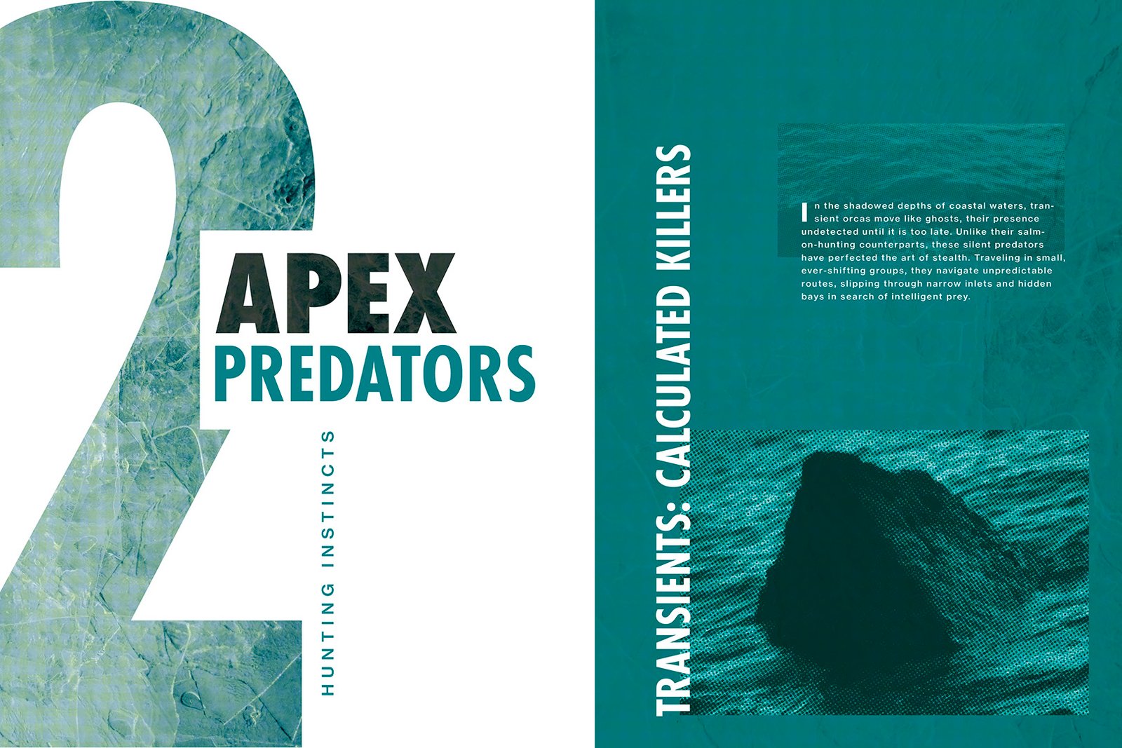  Killer whale editorial book