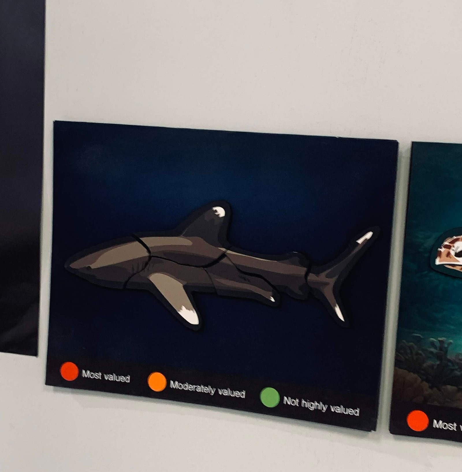 Close-up detail of shark module presented within installation space