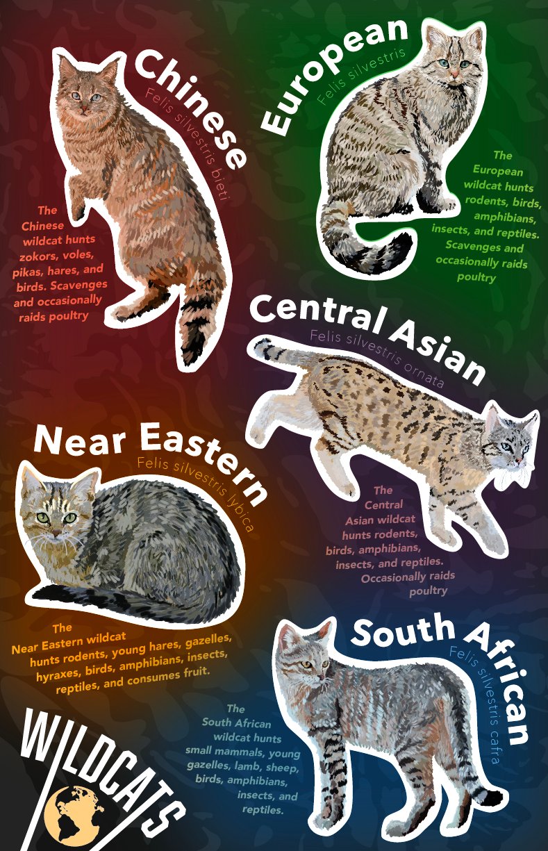 Wildcat infographic system poster